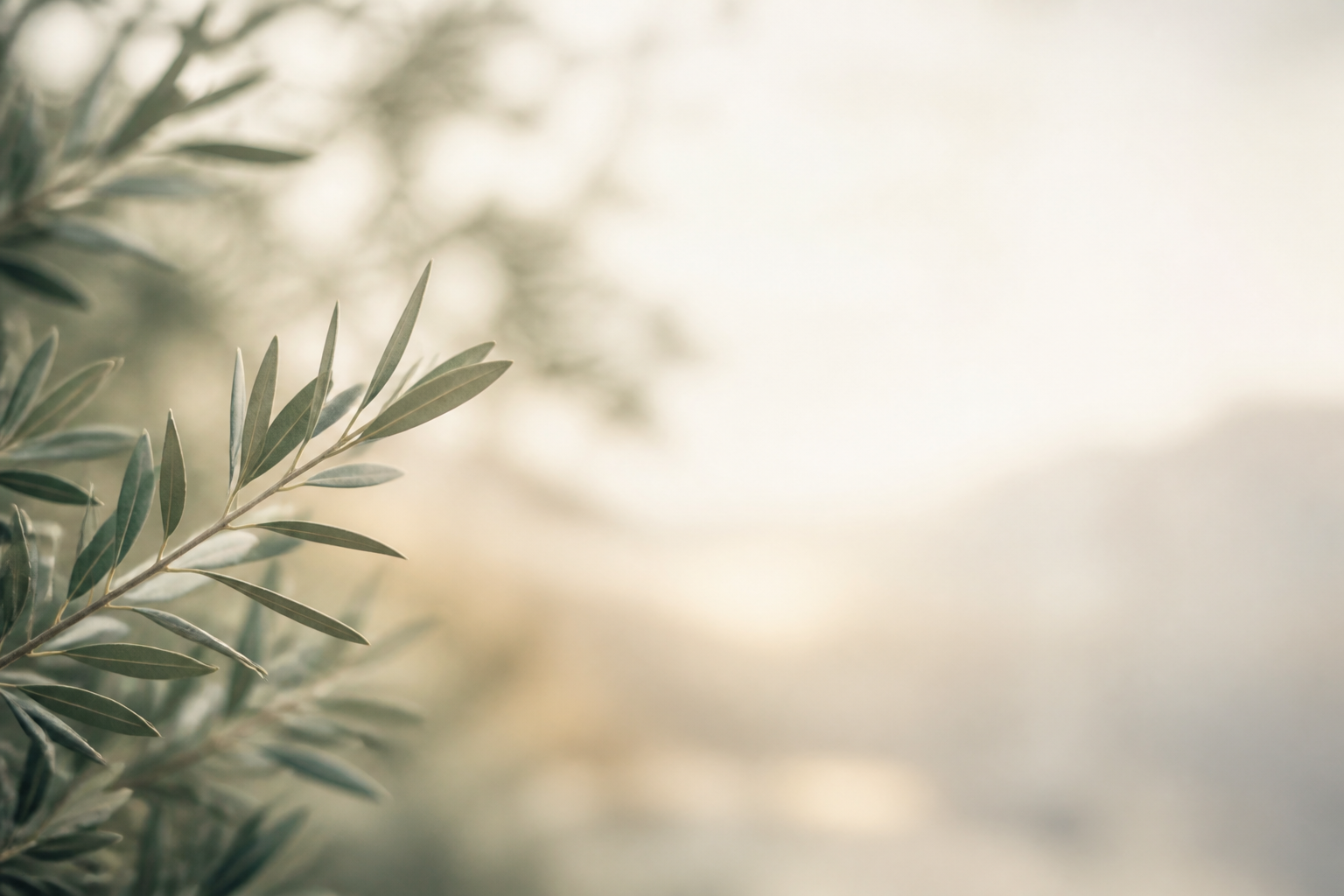 Soft olive branch in hazy morning light