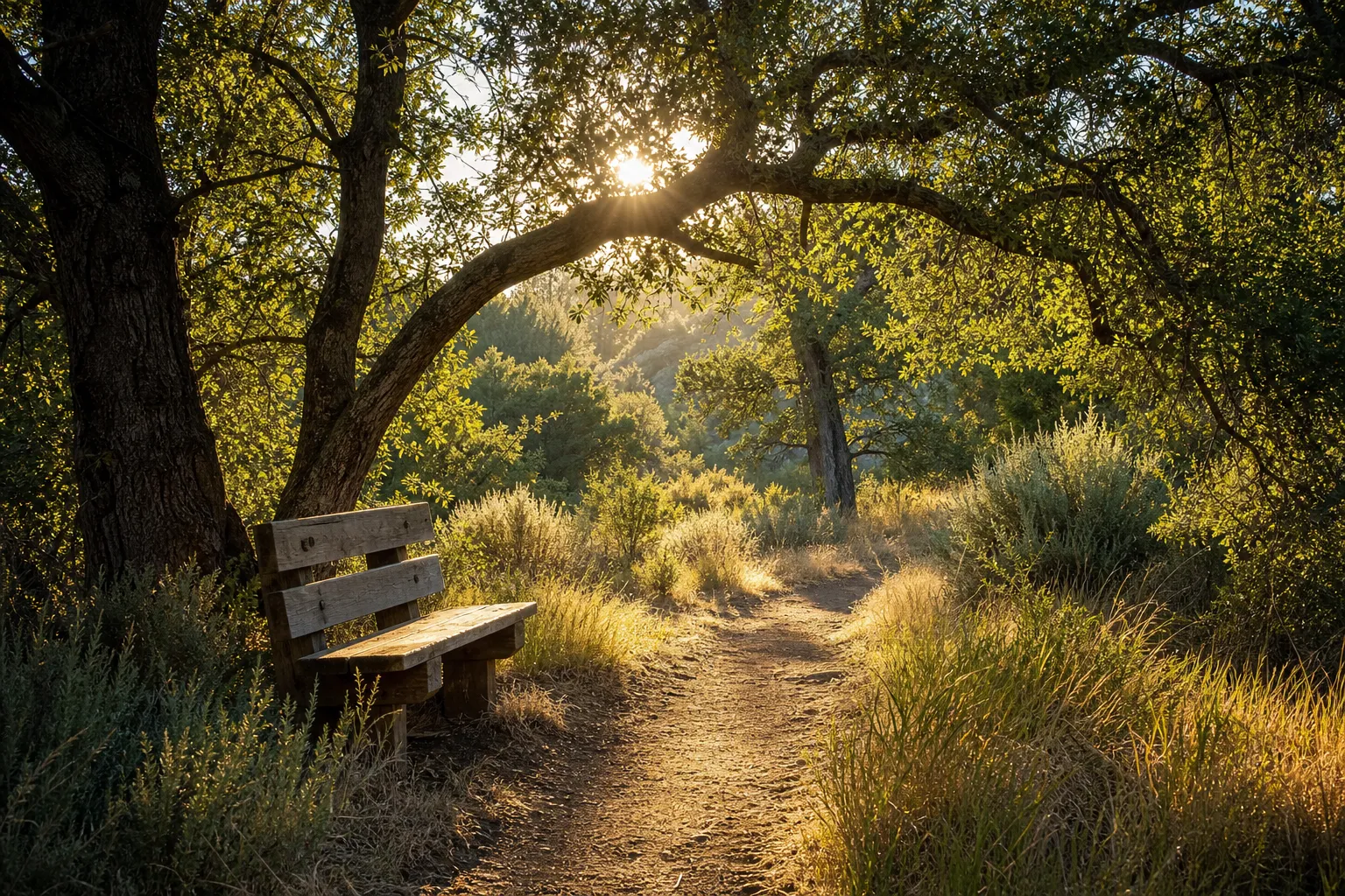 A sunlit garden path with a wooden bench in Marin County